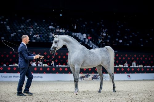 UAE Bred Horses