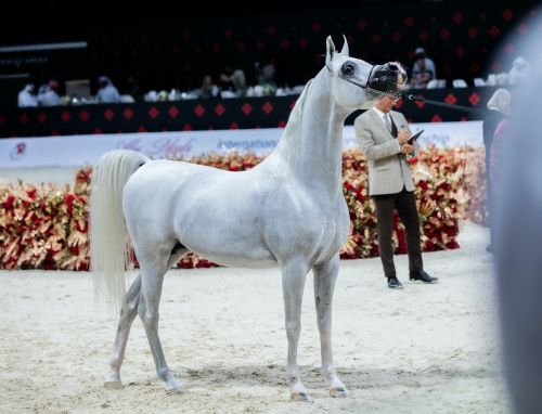 Global Champions Arabians Tour