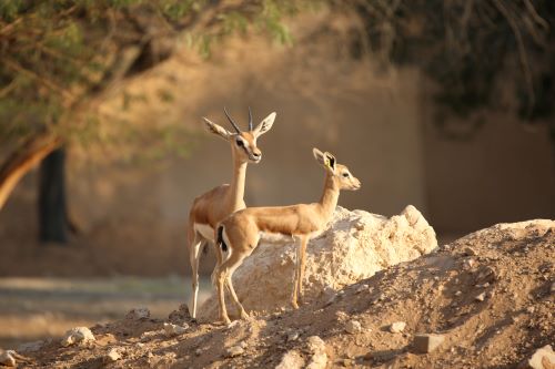 MOCCAE