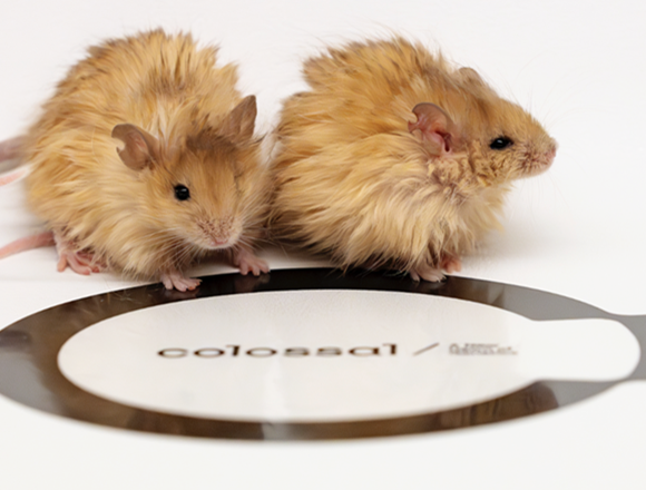 Mouse