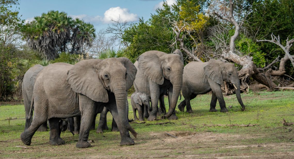 Elephants
