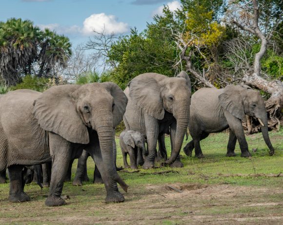 Elephants