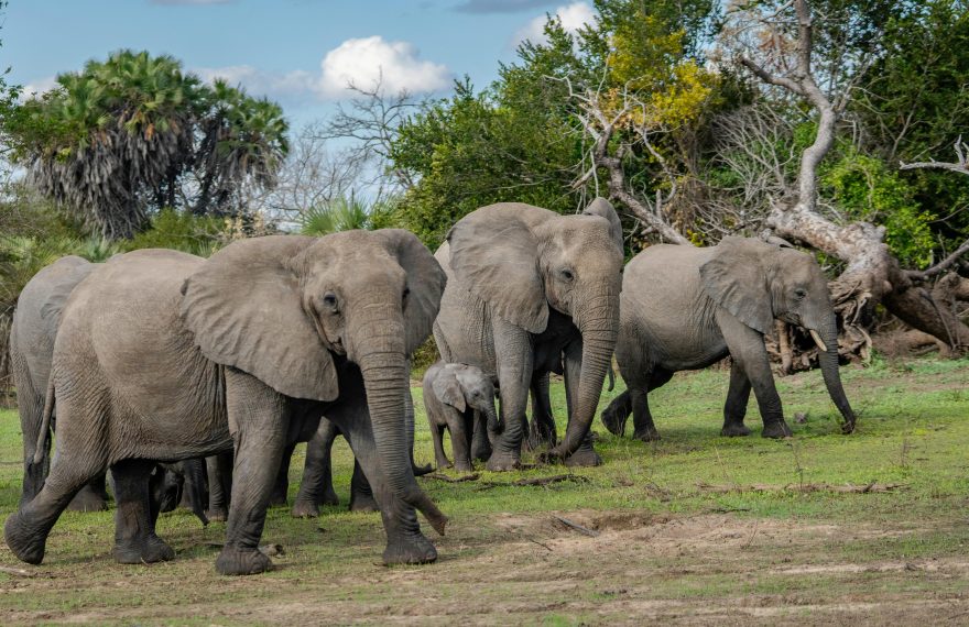 Elephants