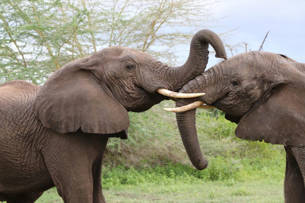 Elephants