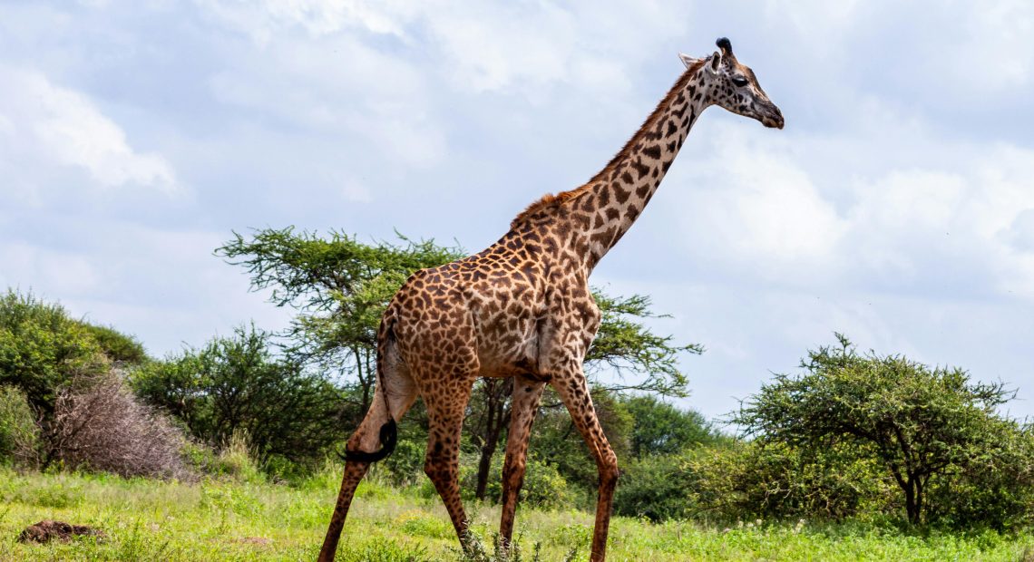 Giraffe