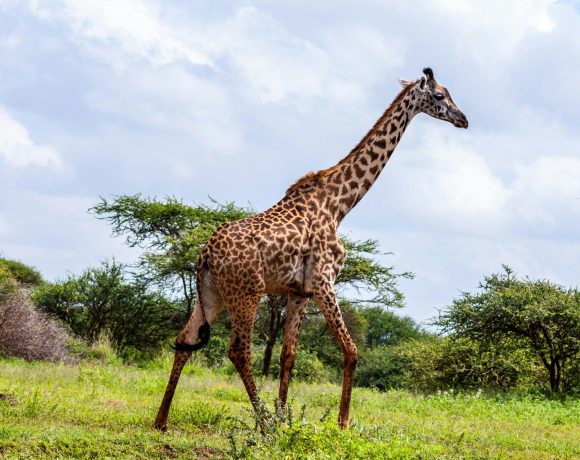 Giraffe