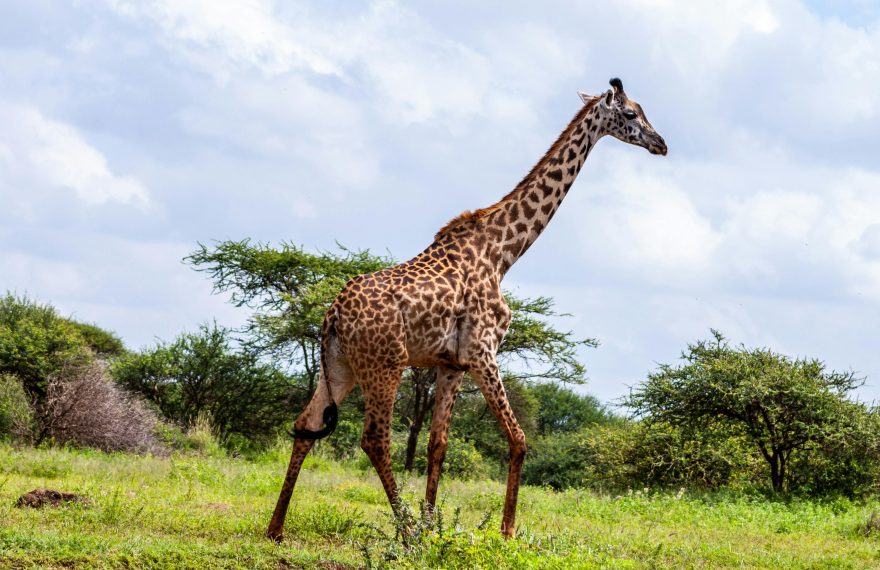 Giraffe