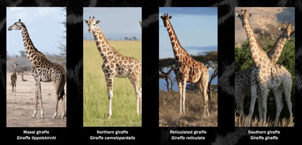 Giraffe
